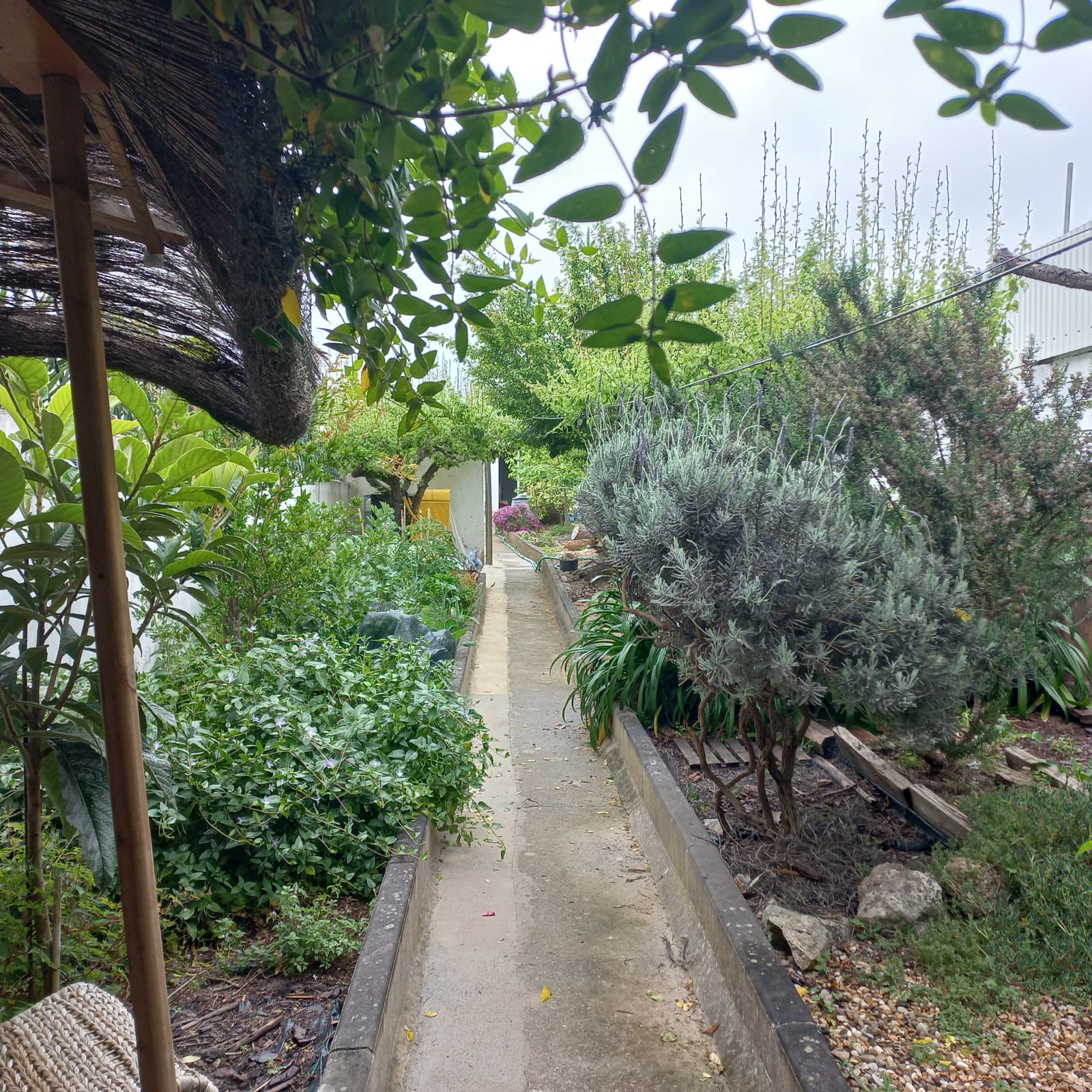 Quintal na serra do Montejunto