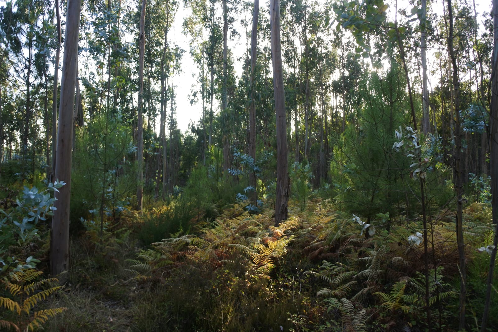 De Eucaliptal para Bosque
