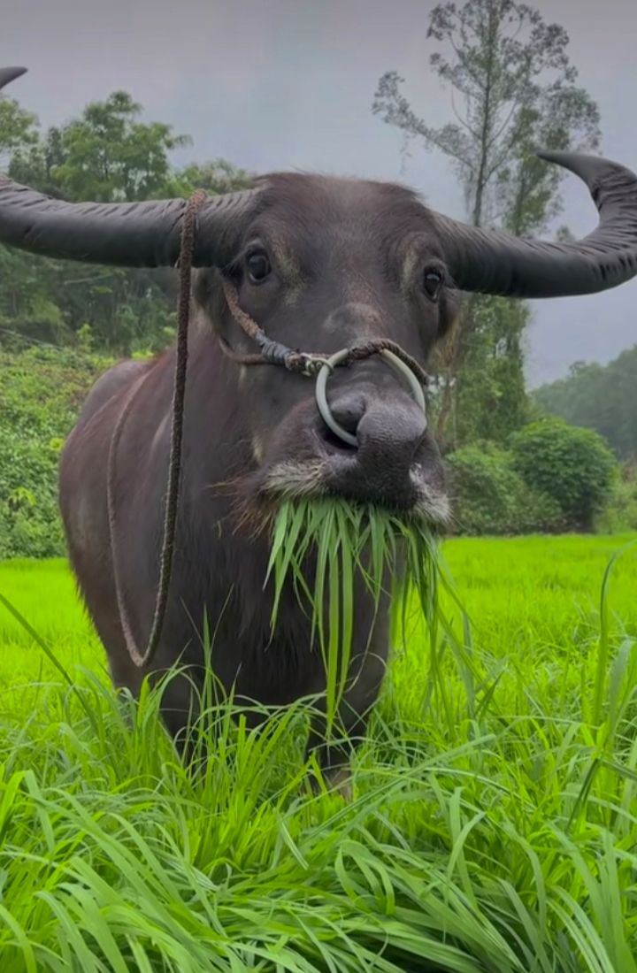 JPSLOT388 | Pusat Layanan Bandar Bola Online Data Pasaran Resmi dan Paling Lengkap