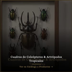 Cuadros de Coleópteros & Artrópodos Tropicales