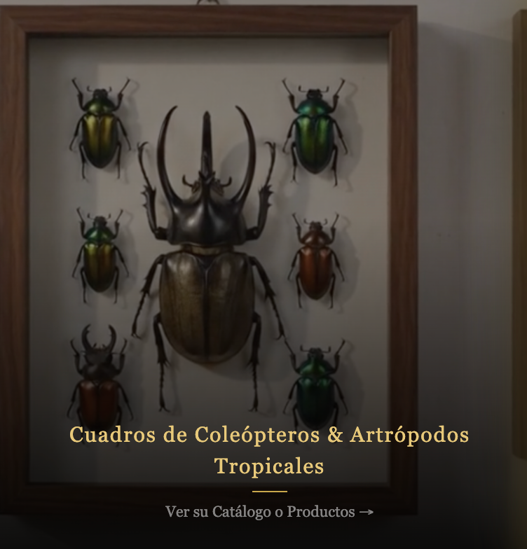 Cuadros de Coleópteros & Artrópodos Tropicales