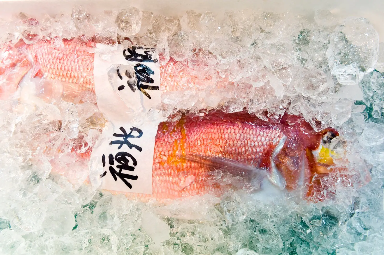 Tsukiji Market Tokyo A bright red fish placed in ice for sale in a fish market.