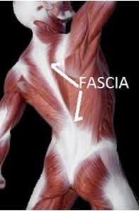 Anatomia gamba e fascia