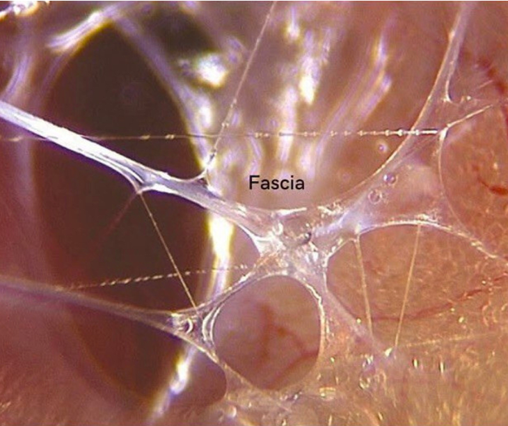 Foto microscopica della fascia con etichetta Fascia