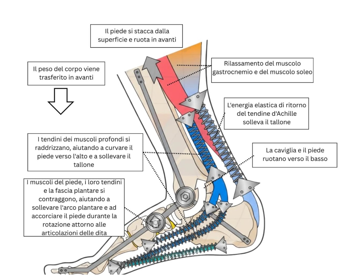 il tendine d'Achille e la fascia plantare