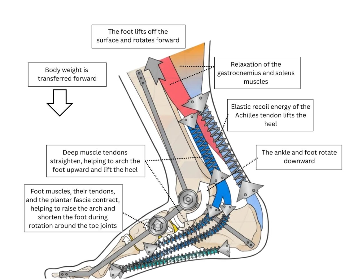 the Achilles tendon and plantar fascia