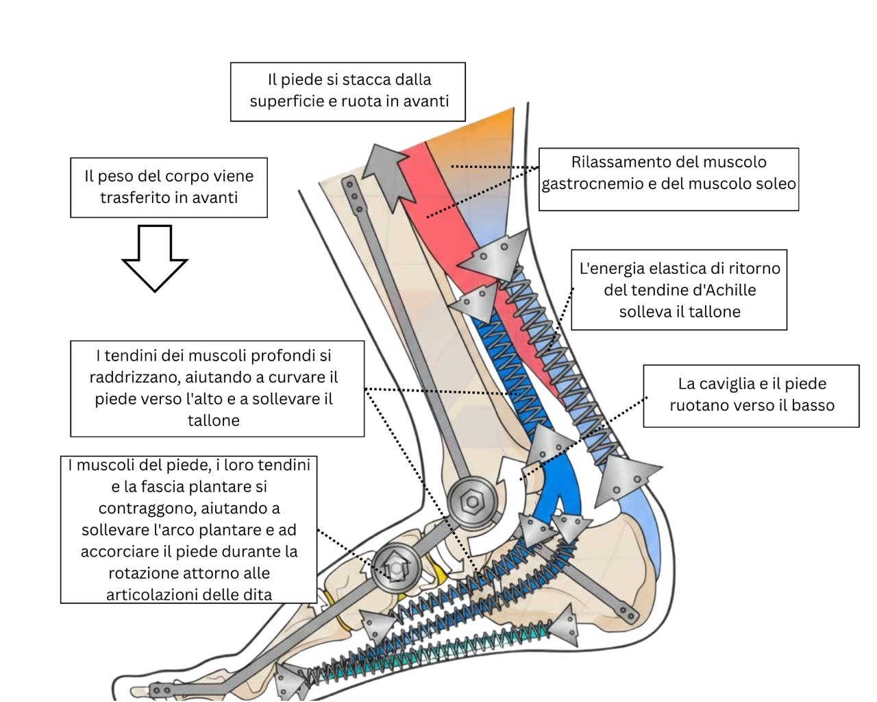 il tendine d'Achille e la fascia plantare
