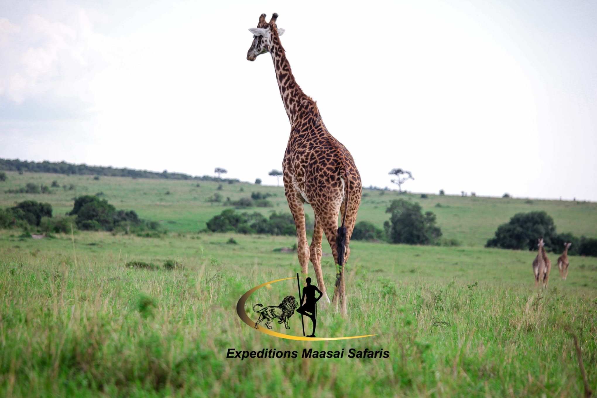 A giraffe in Maasai Mara