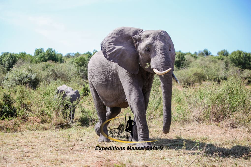 An elephant in Maasai Mara