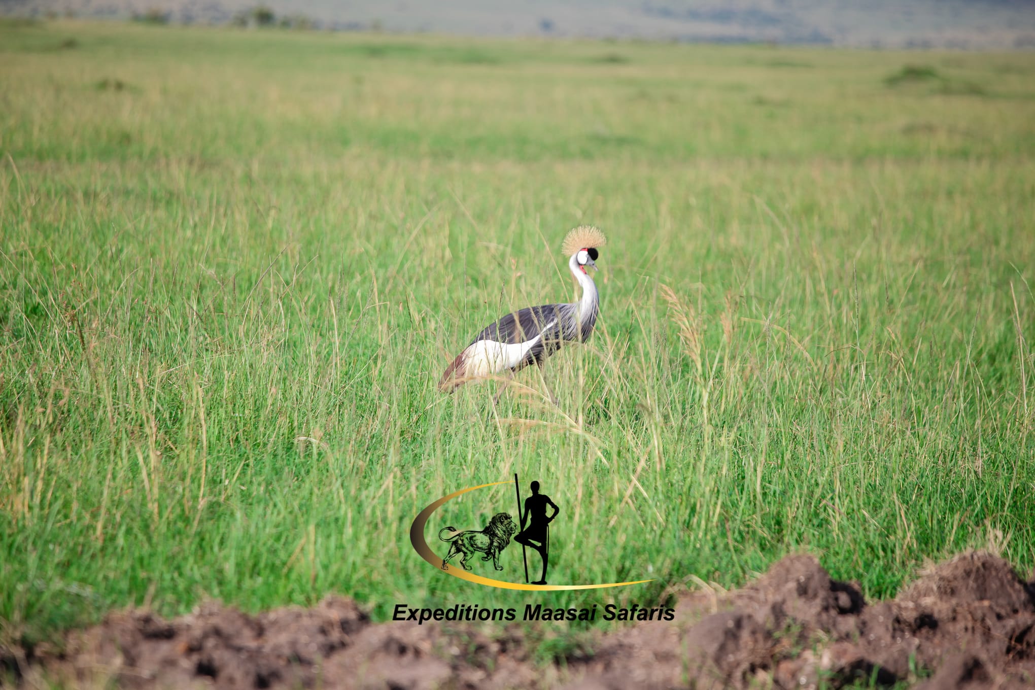 Crested crane