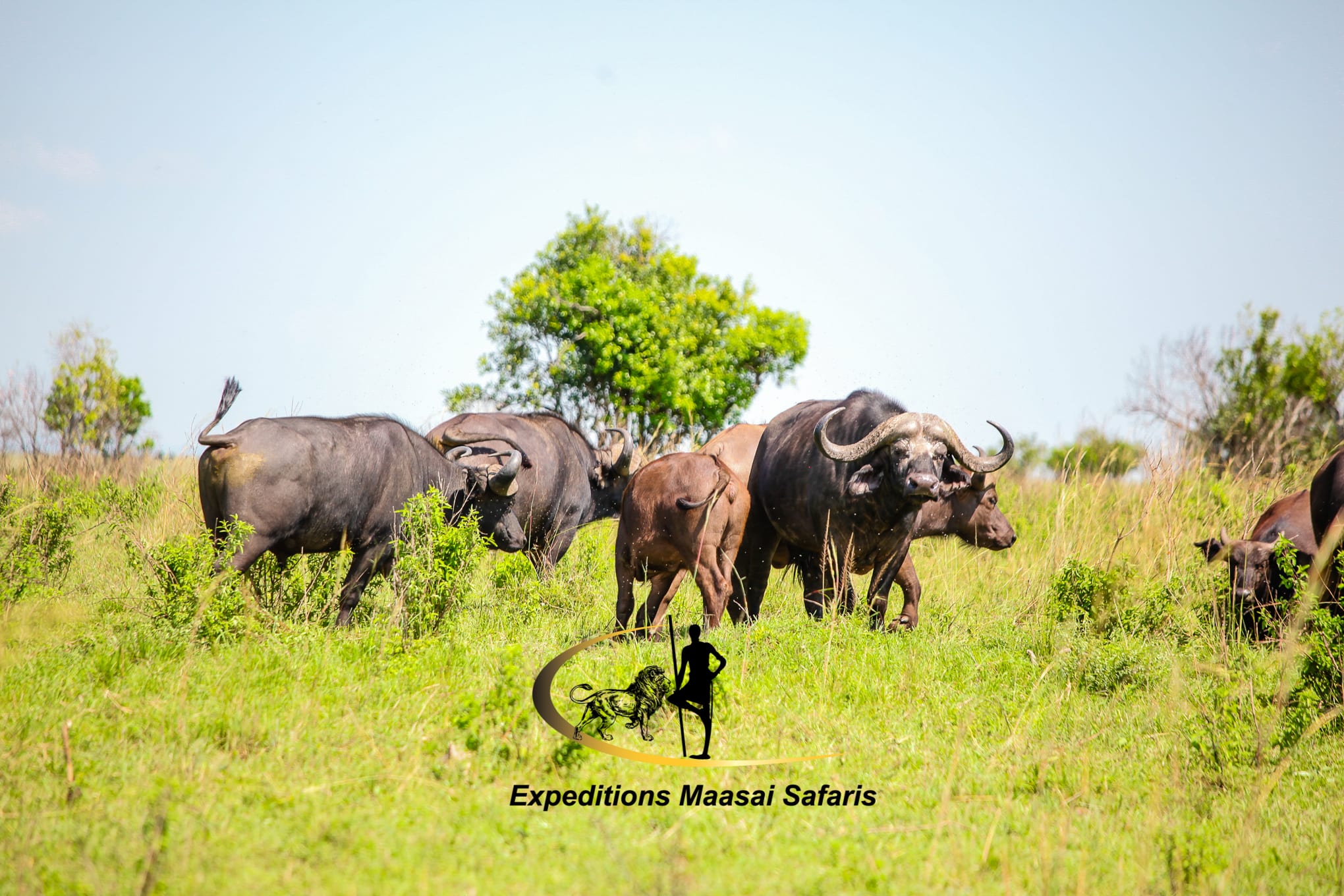 A herd of buffalo in the Maasai Mara