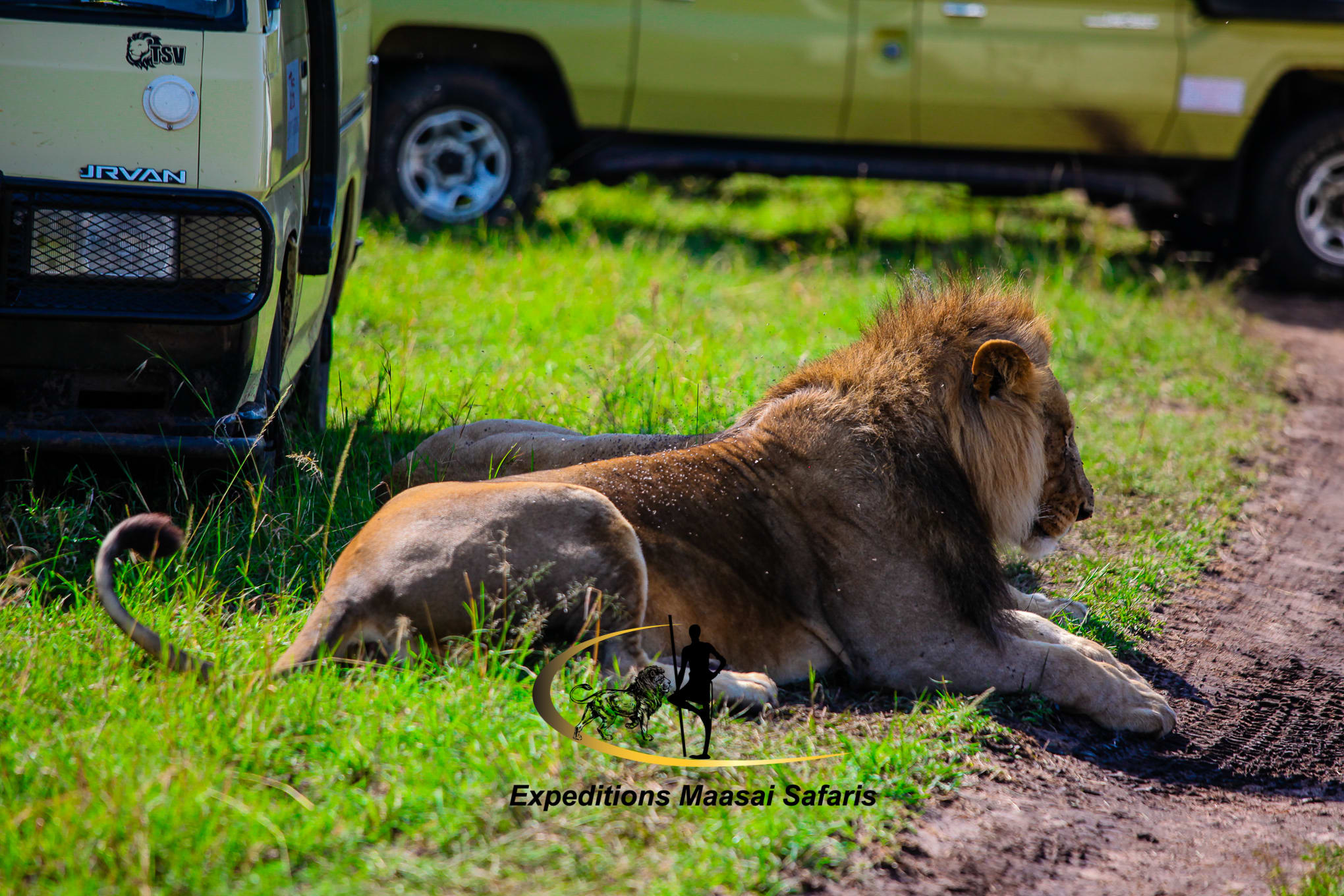 A lion resting near safari vehicles