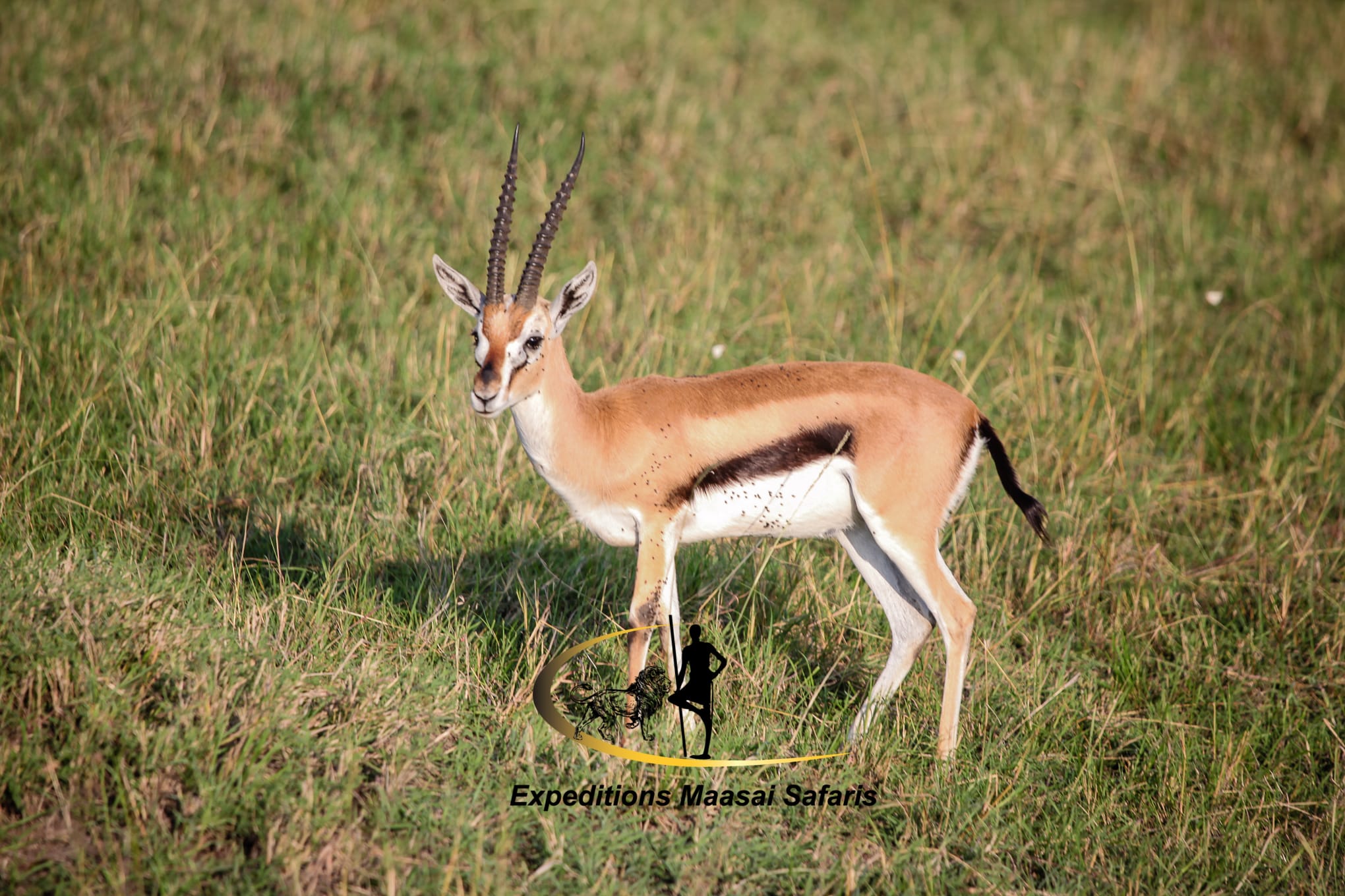 Thomson gazelle