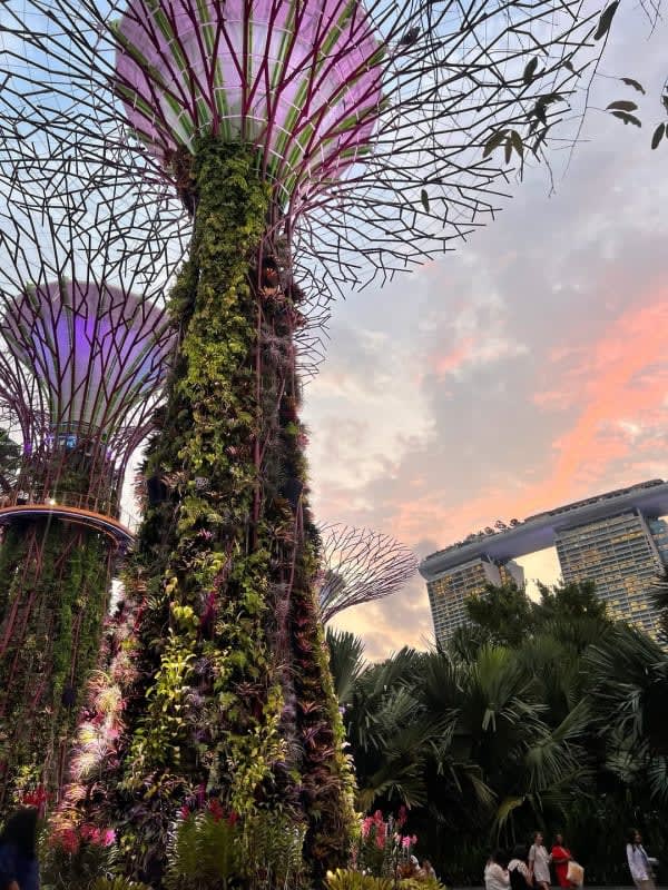 Additional gallery image - Supertree Grove at Gardens by the Bay