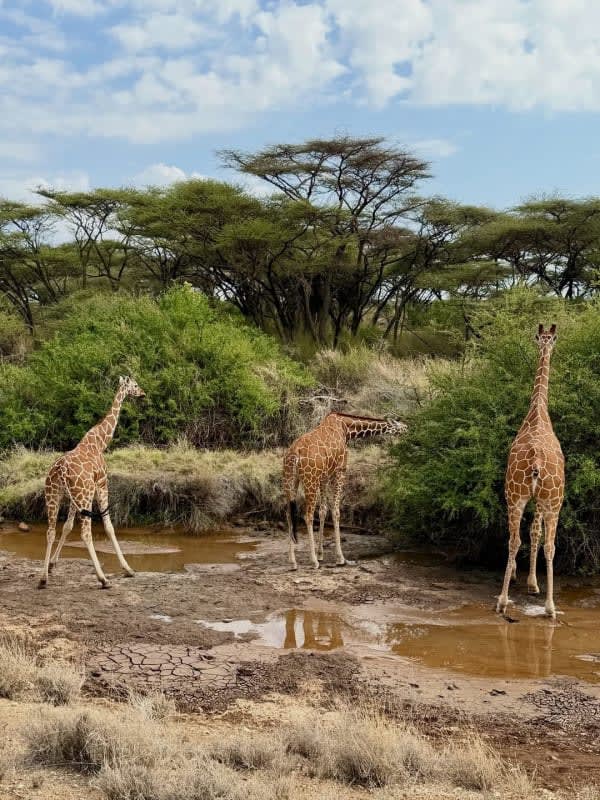 Additional gallery image - Giraffes in Samburu National Reserve
