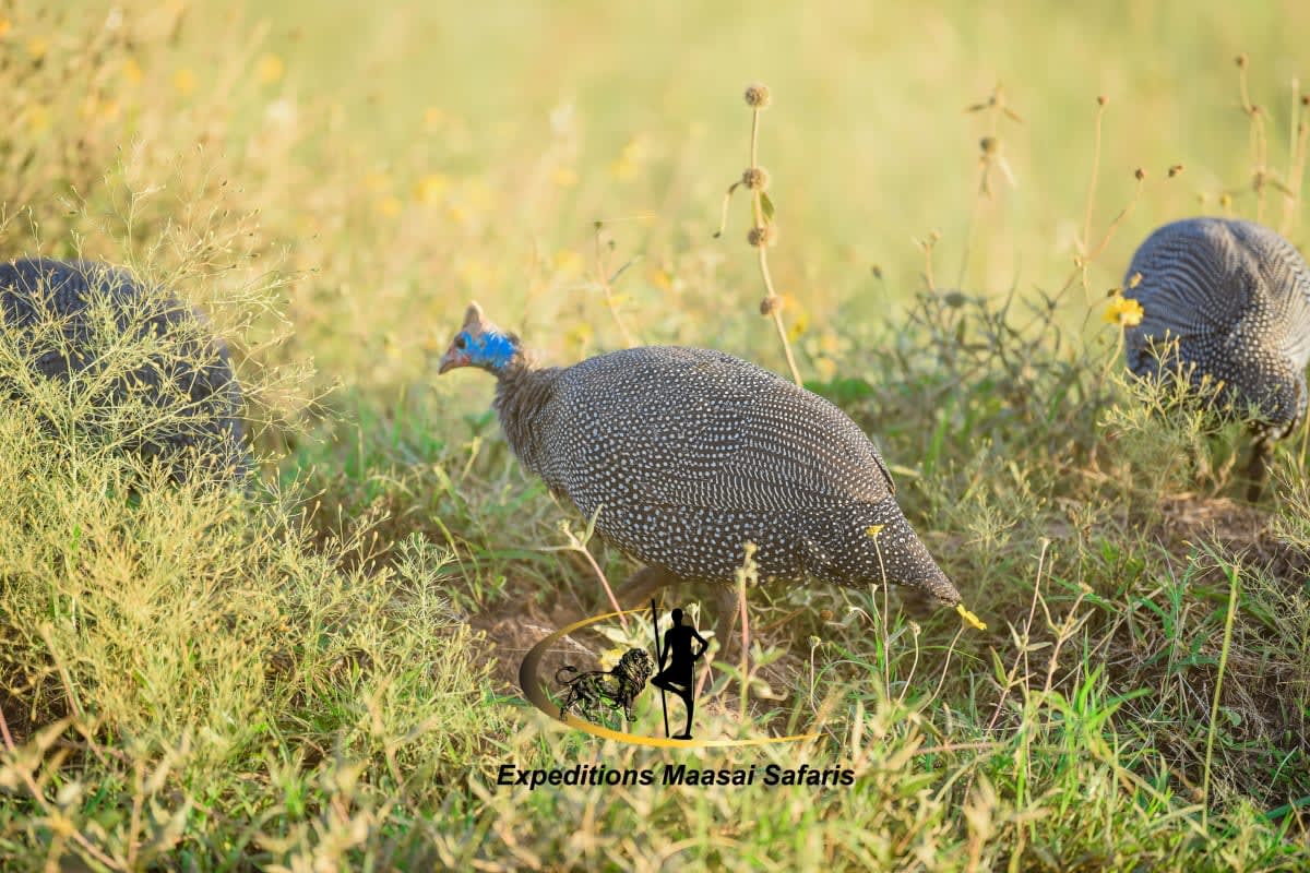Additional gallery image - A Helmeted Guineafowl in Nairobi National Park