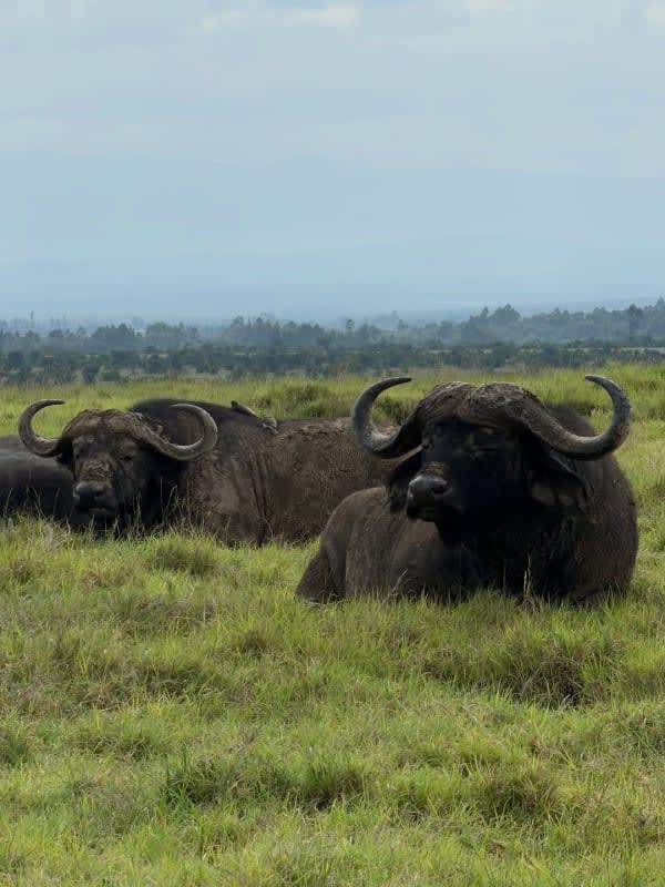 Additional gallery image - A herd of buffalo in Samburu National Reserve