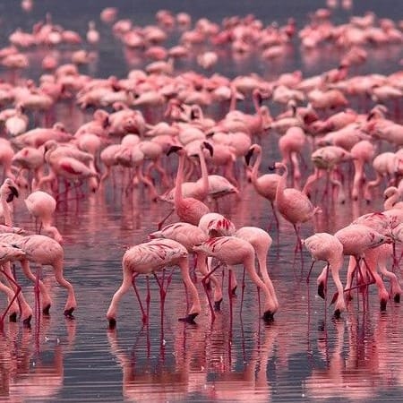 Additional gallery image - Flamingoes in Lake Nakuru
