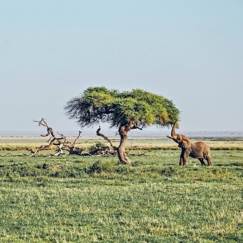 Additional gallery image - A young tusker in Amboseli National Park
