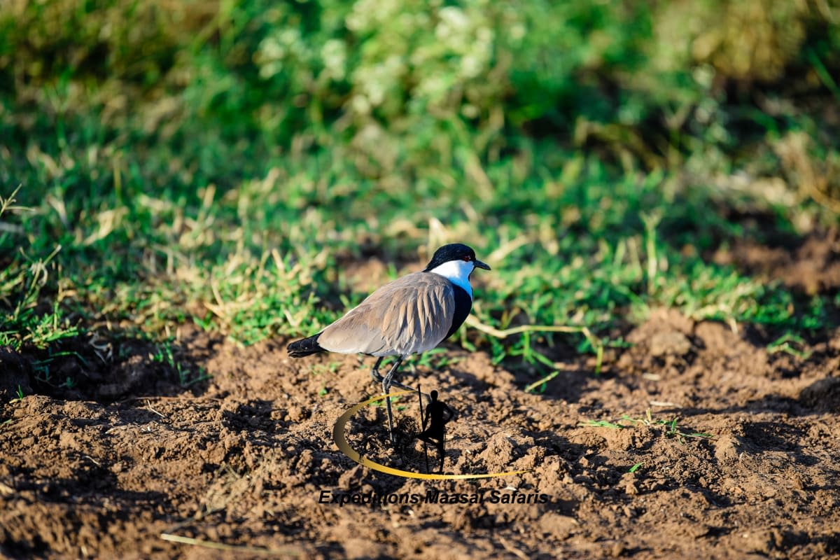 Additional gallery image - A Spur winged Lapwing in Nairobi National Park