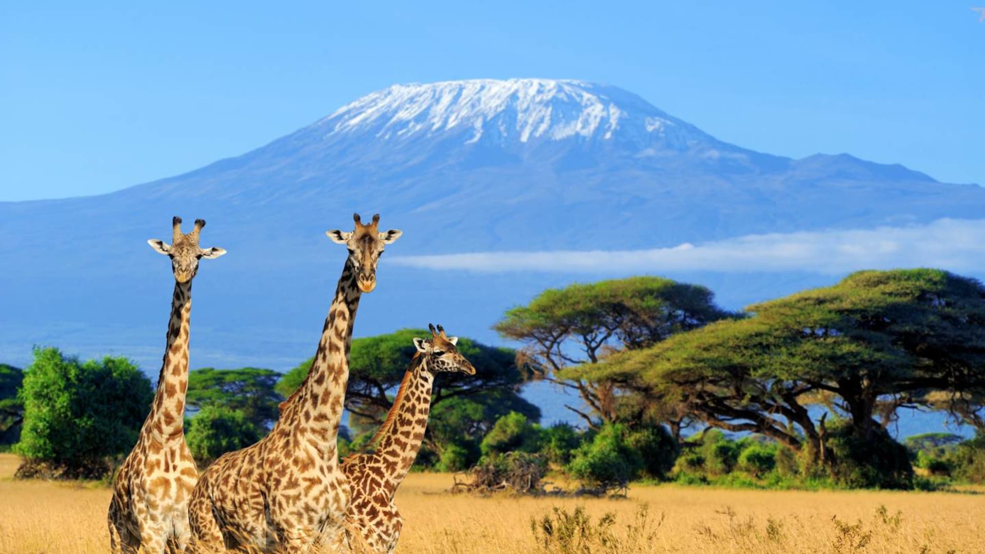Amboseli National Park Tours – Elephants & Kilimanjaro Views - Image