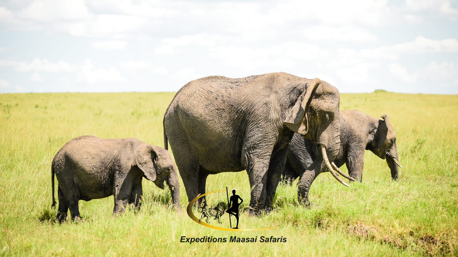 13-Day Best of Kenya Bush & Beach Safari Tour (Aberdare, Nakuru, Mara, Naivasha, Tsavo, Diani) - Image