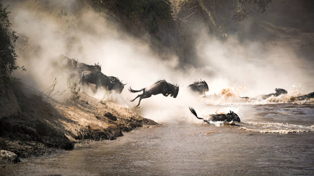 Wildebeest Migration Season