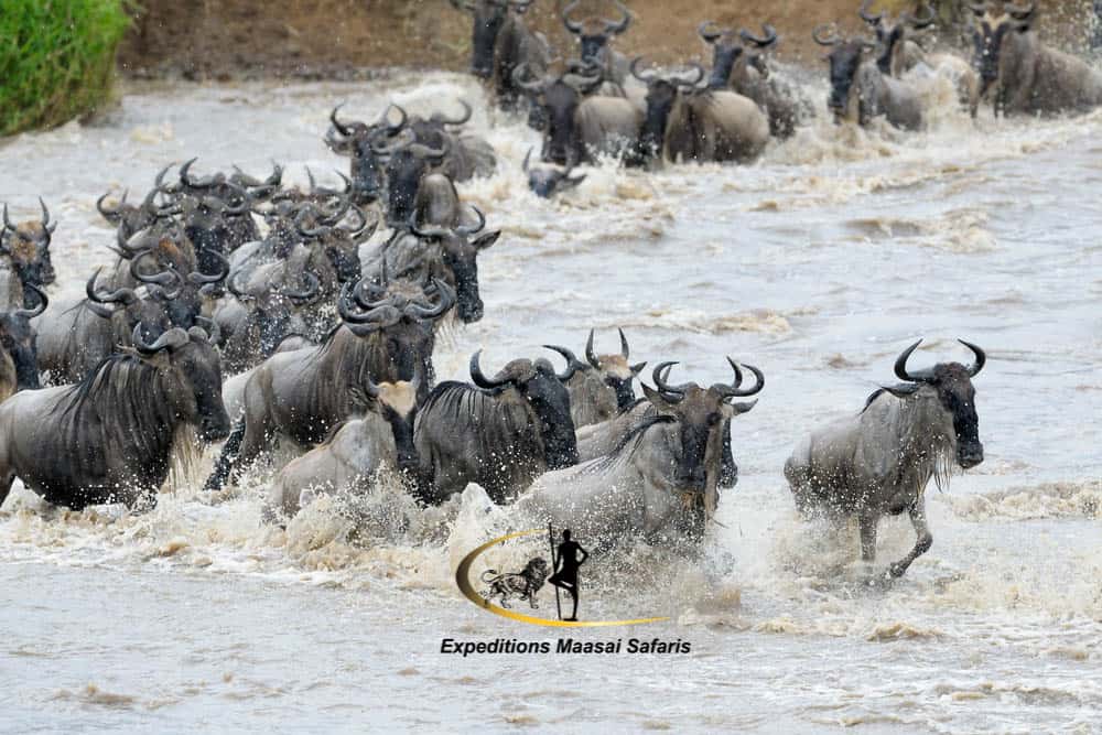 Wildebeest Migration Kenya