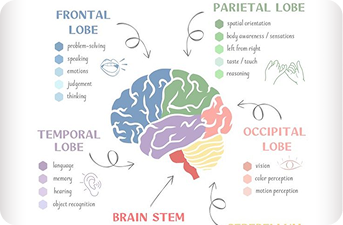 Brain Diagram - Frontal Lobe, Parietal Lobe, Temporal Lobe, Occipital Lobe, Brain Stem