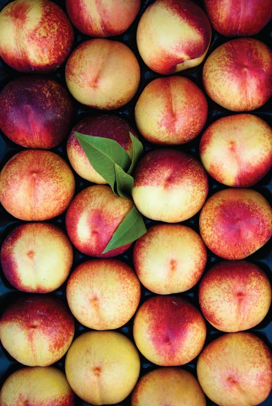 nectarina