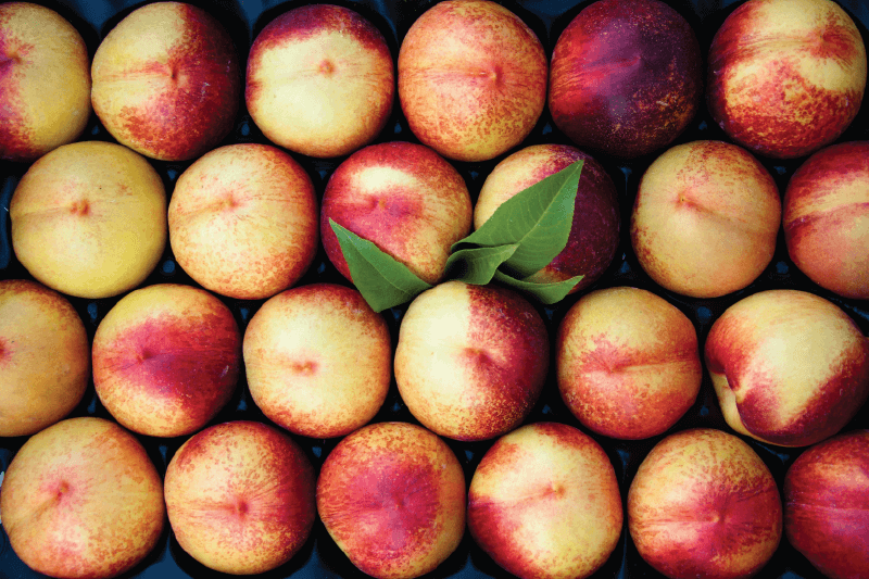 nectarina
