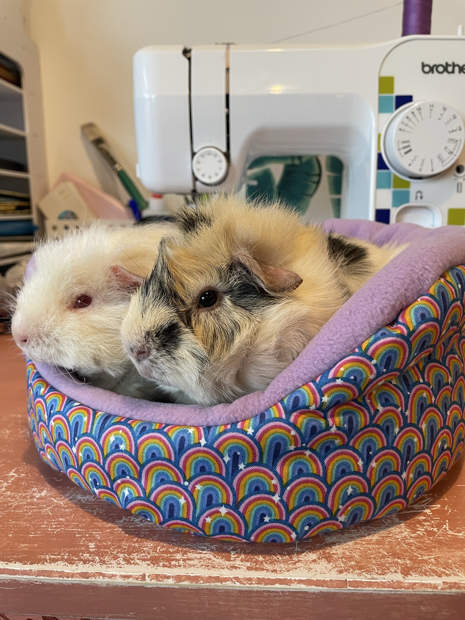 guinea pigs in pet bed