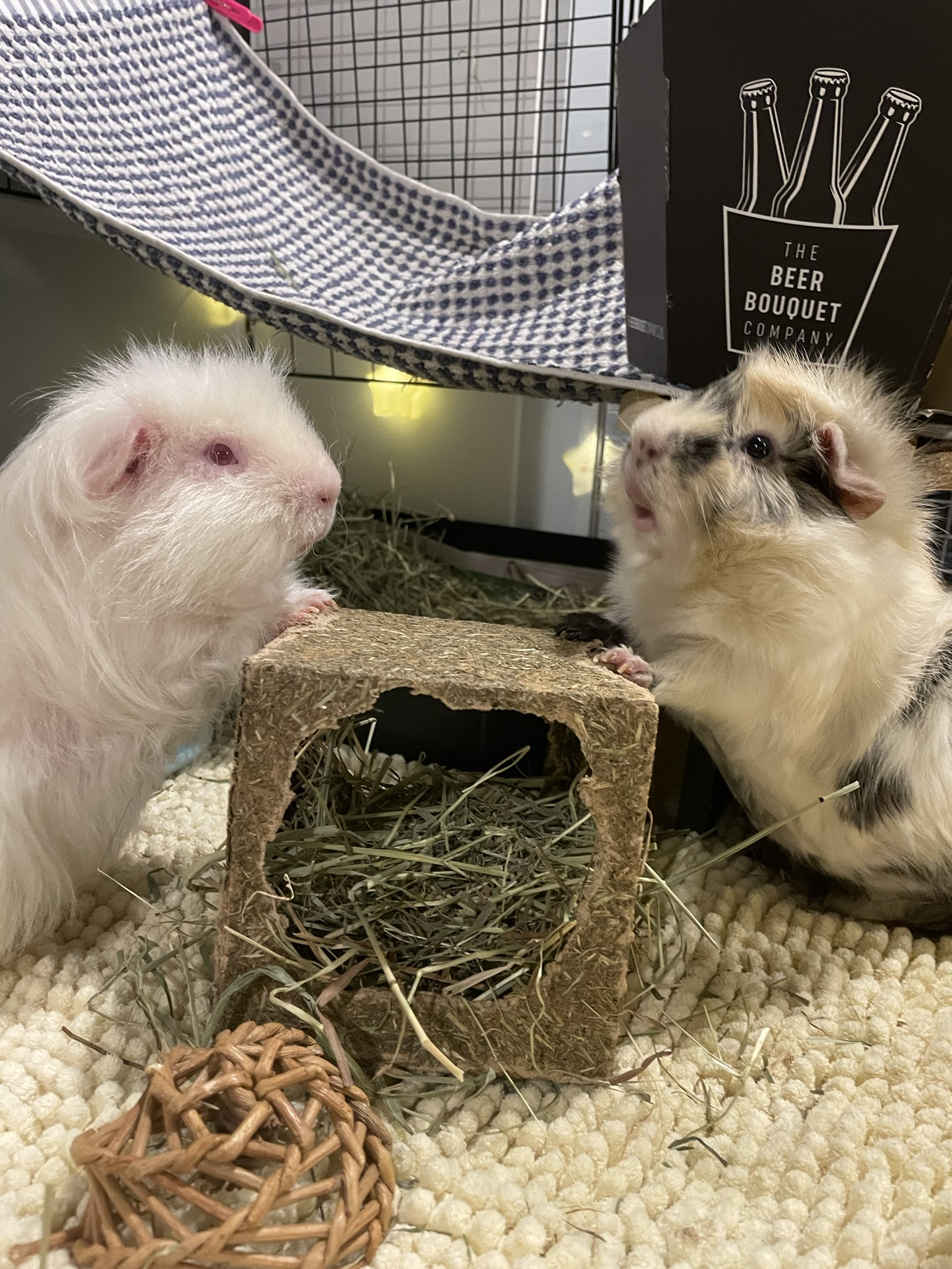 guinea pigs standing and smiling