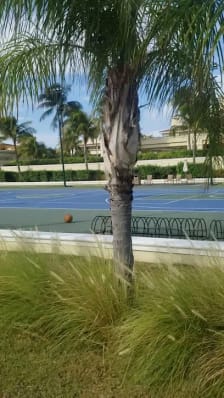 Tennis & Basketball Courts photo
