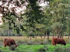 Het Libellebos photo
