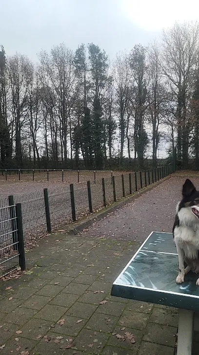 Openbare tennisveld photo