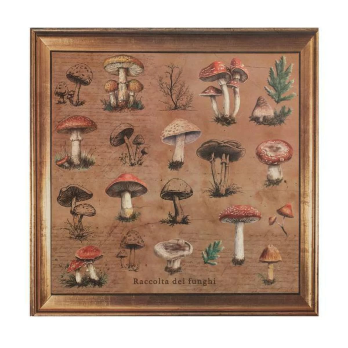 Pack Papel- Funghi - [38 cm Ø]