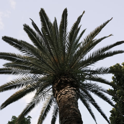 Santa Cruz, Tenerife, Spain
