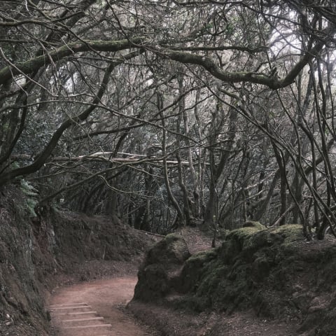 Magic forest in Tenerife, Spain