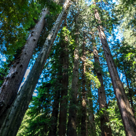 Muir Woods National Monument, California