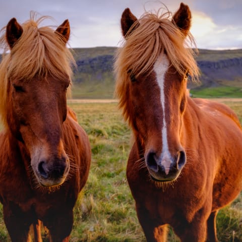 Icelandic horses