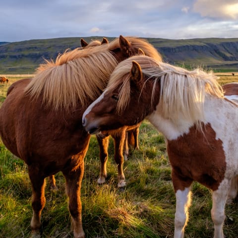 Icelandic horses