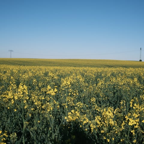 rapeseed field
