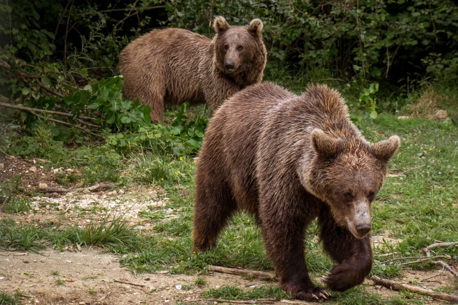 Libearty Bear Sanctuary, Romania