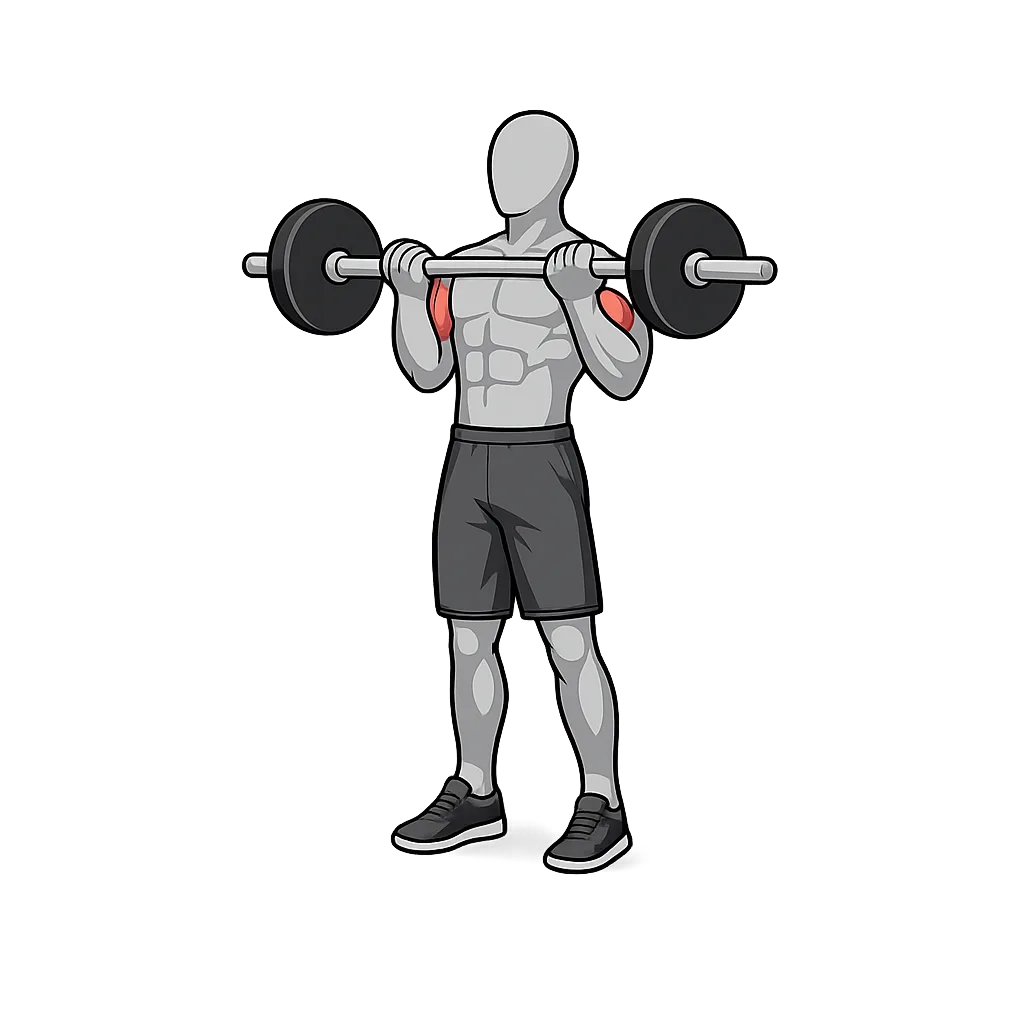 Barbell Curl