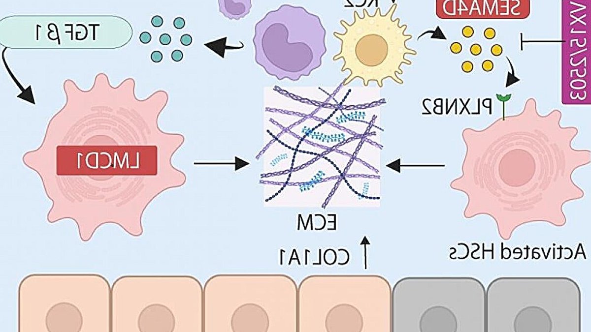 Researchers find key to stopping fibrosis
