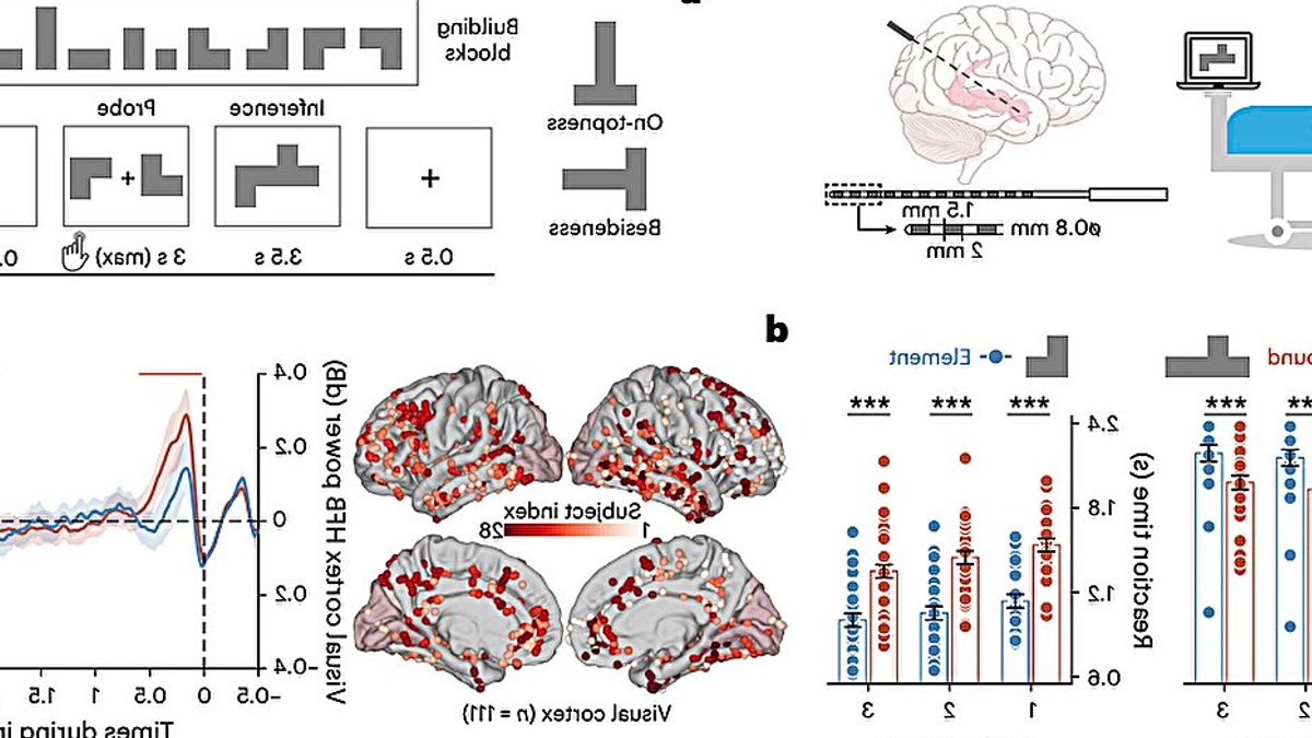 Brain recombines past knowledge for flexible planning