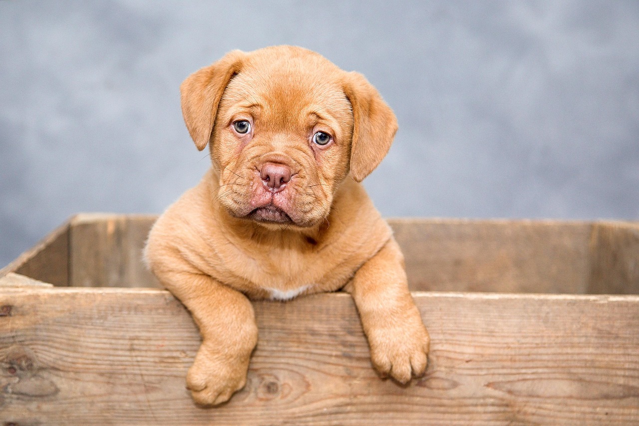The Importance of Dog Socialization