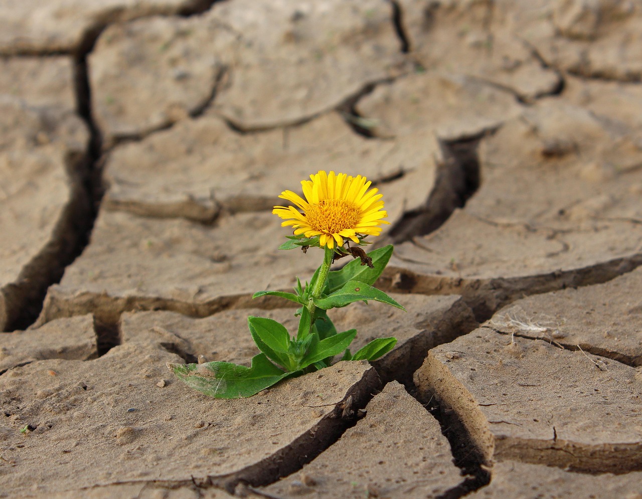 How to Cultivate Resilience in Tough Times
