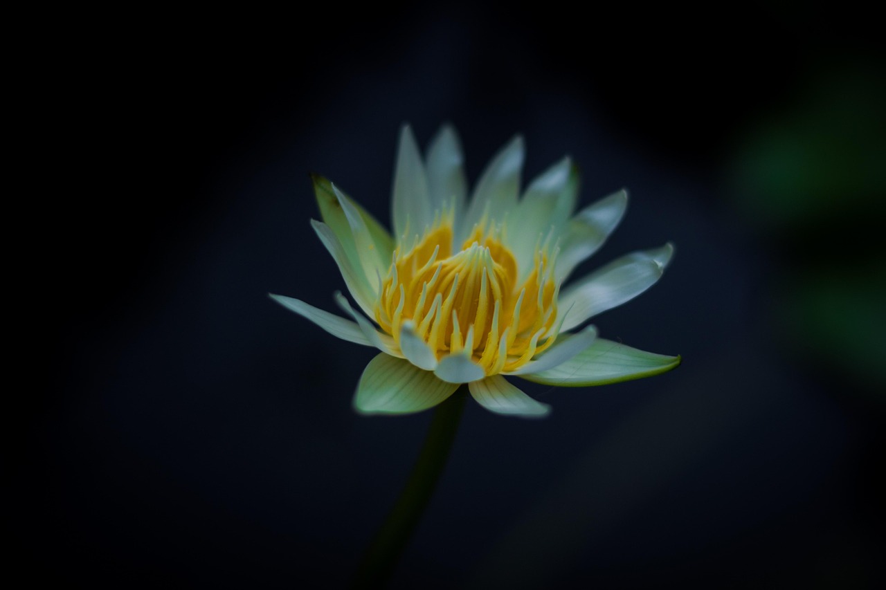 Diamond Lotus